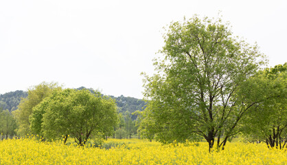 big trees in rapeseed field