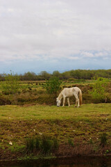 Fototapeta na wymiar White Horse in the Mountains Horse Grazing in the Field
