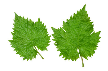 Green grape leaves isolated on a white background, top view