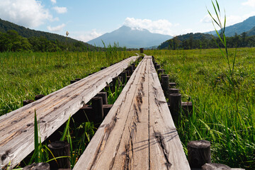 夏の尾瀬で撮影した一本道の木道と、生い茂る草と、緑豊かな山々