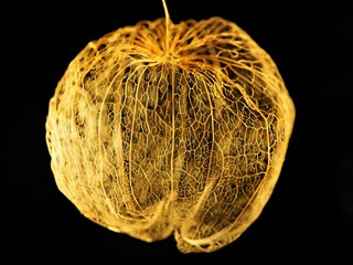 Japanese traditional art 