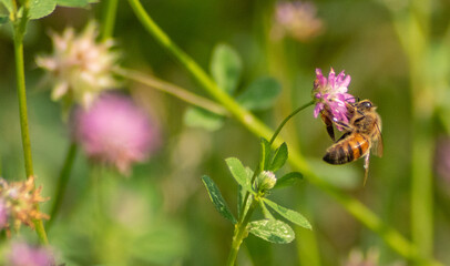 bee on a flower