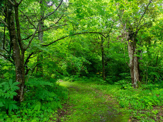 Fototapeta na wymiar Mossy trail surrounded by maple trees with fresh green (Hokoin, Yahiko, Niigata, Japan)