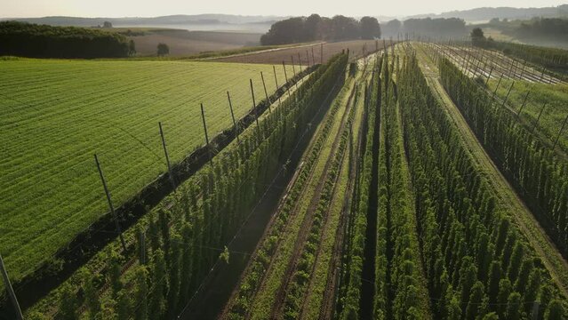 Holledau morning hop garden top view during harvesting phase