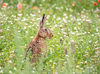 Der Feldhase (Lepus europaeus)