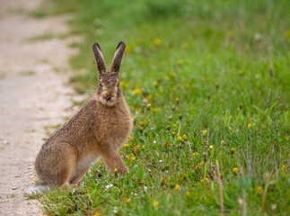 Der betrunkene Feldhase (Lepus europaeus)