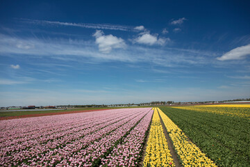 Tulip plantation in Netherlands. Traditional dutch rural landscape with fields of tulips during springtime.