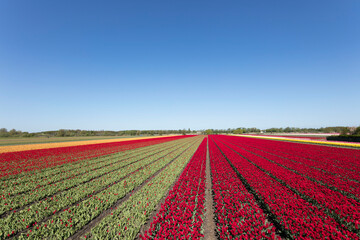 Tulip plantation in Netherlands. Traditional dutch rural landscape with fields of tulips during springtime.