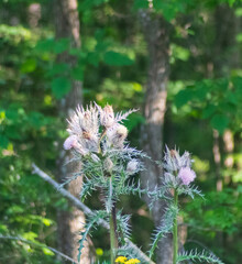 bee on thistle