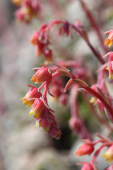 Macro image of flowering succulent plants in a Cornish garden