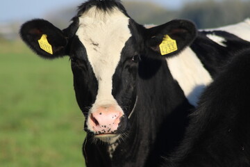 Obraz na płótnie Canvas White Red of White black Frysian Holstein cows on a meadow