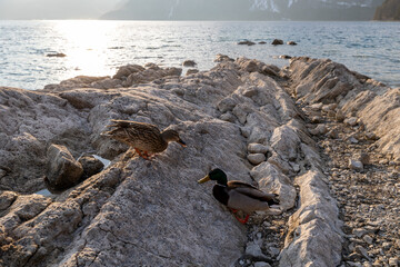 ducks on the rocks near the sea