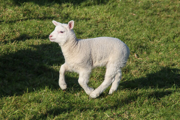 Naklejka na ściany i meble Lamb runnng and jumping on a meadow on the Zuidplaspolder in Nieuwerkerk aan den IJssel