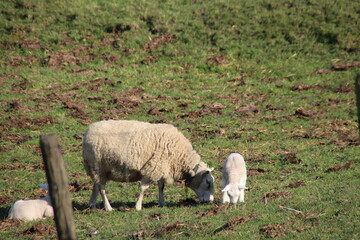 Obraz na płótnie Canvas Sheep with lambs on a meadow on the Zuidplaspolder in Zevenhuizen