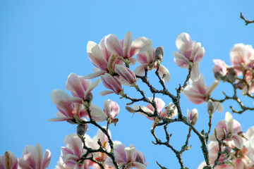 Magnolia blossom flowers in the sunlight in Nieuwerkerk aan den IJssel