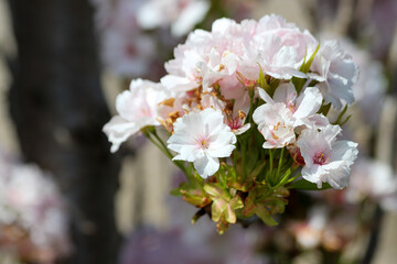 Fototapeta na wymiar White blossom flowers on the Prunus tree in Nieuwerkerk aan den IJssel
