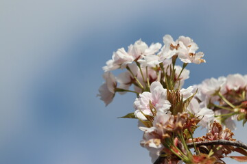 White blossom flowers on the Prunus tree in Nieuwerkerk aan den IJssel