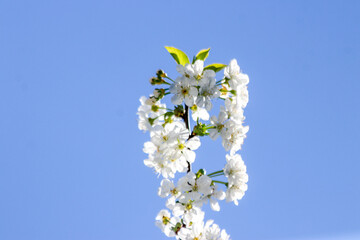 White blossom flowers on cherry tree with blue sky
