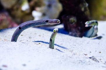 The spotted garden eel (Heteroconger hassi) is a heteroconger belonging to the family Congridae.