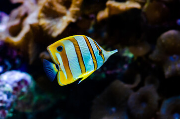 Fototapeta na wymiar The copperband butterflyfish (Chelmon rostratus), also known as the beaked coral fish.