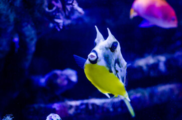 The longhorn cowfish (Lactoria cornuta), also called the horned boxfish