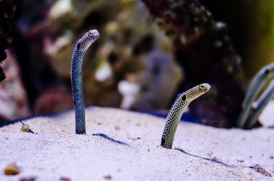 The spotted garden eel (Heteroconger hassi) is a heteroconger belonging to the family Congridae.