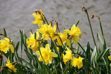 White and yellow daffodil flowerhead in Nieuwerkerk aan den IJssel