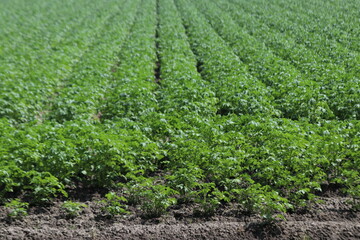 Fototapeta na wymiar Potatoes ready to be harvested on a farmland in Nieuwerkerk aan den IJssel
