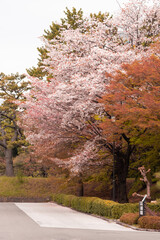 Cherry Blossom or Sakura blooming during spring at Park in Chiyoda Ward in Tokyo Metropolitan area.
