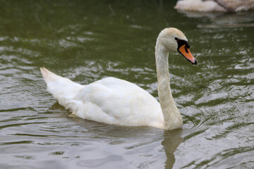 Naklejka premium Wild Swans in the village of Nieuwerkerk aan den IJssel