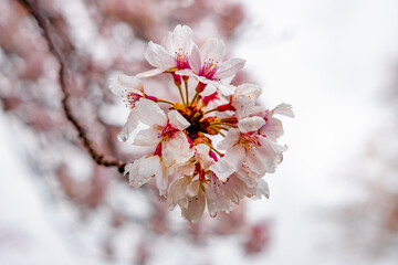 Full Bloom Sakura in Arakawa River Park in the Tokyo Metropolitan area. One of popular cherry blossom viewing spot in Tokyo.