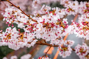 Full Bloom Sakura in Arakawa River Park in the Tokyo Metropolitan area. One of popular cherry blossom viewing spot in Tokyo.