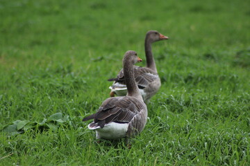 Grey and white gooses on meadows in the Netherlands