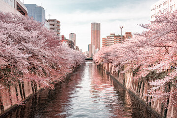 Tourist visiting Nakameguro on the side of Meguro river during early spring with full bloom cherry blossom (Sakura) for Cherry blossom viewing or Ohanami