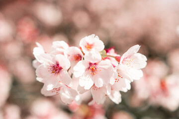Close up of Sakura (Cherry Blossom) during the full bloom in early spring at park in Tokyo