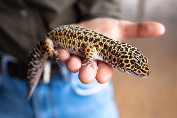 girl holds a gecko in hand