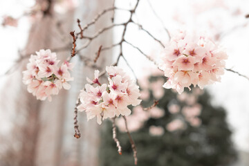 Close up of Sakura (Cherry Blossom) during the full bloom in early spring at park in Tokyo