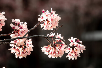 Close up of Sakura (Cherry Blossom) during the full bloom in early spring at park in Tokyo