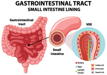 Diagram showing gastrointestinal tract