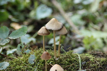 Psathyrella conopilus mushroom during autumn in the botanical garden of Capelle