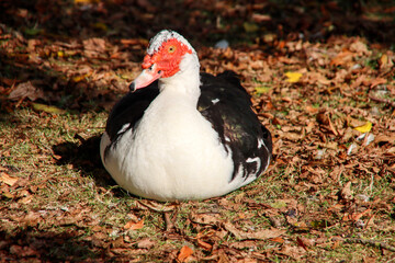 White and black muscovy duck along Petteplas in Waddinxveen