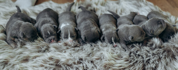 Raising American Bully Puppies. Several cute newborn blue bully puppies are sleeping on a fluffy...