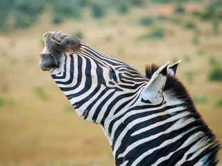 Plains zebra,  or common zebra, prev. Burchell's zebra. (Equus quagga prev. Equus burchellii)...