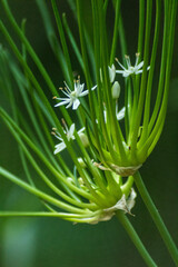 close up of a plant