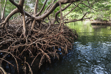 Mangrove trees growing in water. Natural photo