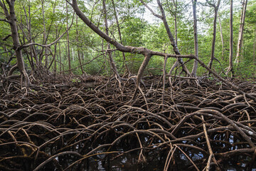 Roots of mangrove trees growing in water