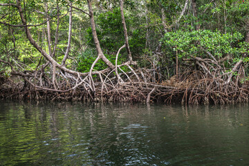 Mangrove forest landscape. Dominican Republic
