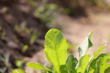 Close-up photo of spinach leaves with blur background
