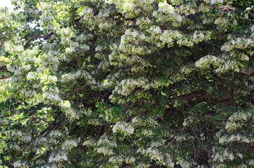 Beautiful white bougainvillea flower background.