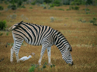 Fototapeta na wymiar Plains zebra, or common zebra, prev. Burchell's zebra (Equus quagga prev. Equus burchellii) and cattle egret (Bubulcus ibis). Eastern Cape. South Africa